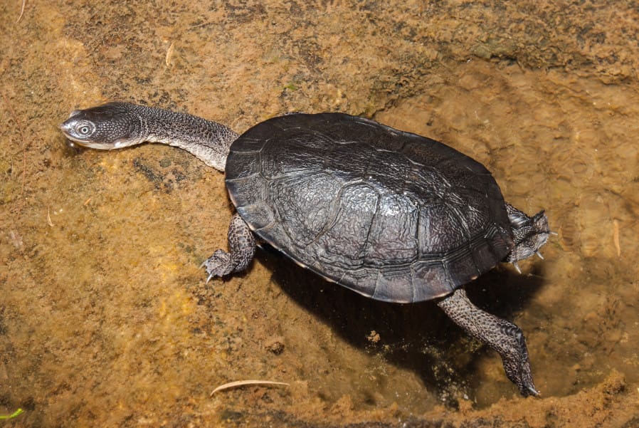 Common Long necked turtle