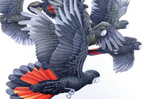 “Just flying through” – Red Tailed Black cockatoos, Graphite and coloured pencil, JANET MATTEWS