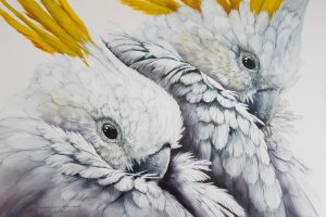 “Australian Sulphur-Crested Cockatoos”, PAUL MARGOCSY